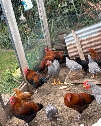 Galli Amrock e Marans