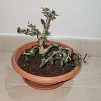 bonsai olivastro 