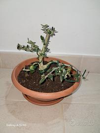 bonsai olivastro 