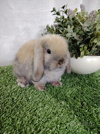 Coniglietto Madagascar