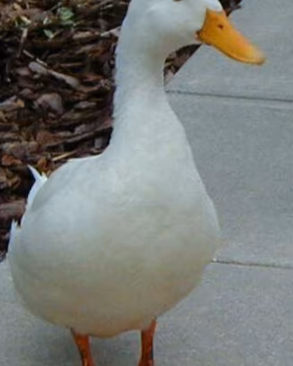 Anatre Pechino