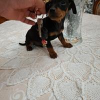 Cuccioli di pincher