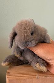 Coniglio cucciolo minilop