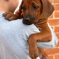 Jabari cucciolo di razza Rhodesian Ridgeback