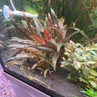 Piante facili per acquario pachetti