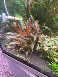 Piante facili per acquario pachetti