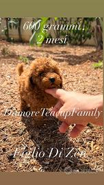 Barboncino maschio 2 mesi minytoy red Teacup