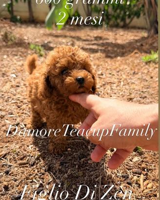 Barboncino maschio 2 mesi minytoy red Teacup