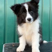 Border collie