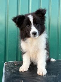 Border collie