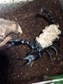 Heterometrus silenus