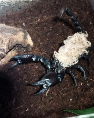 Heterometrus silenus