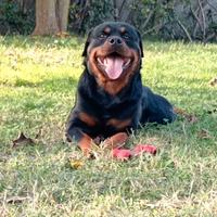Cuccioli di Rottweiler