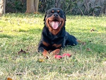 Cuccioli di Rottweiler