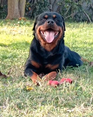 Cuccioli di Rottweiler