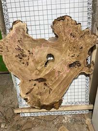 Disco di legno di pioppo - levigato