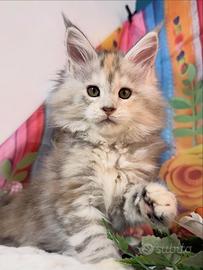 LEGGERE TUTTO L'ANNUNCIO Maine Coon TOP