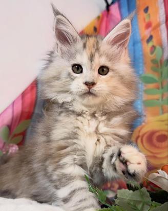 LEGGERE TUTTO L'ANNUNCIO Maine Coon TOP