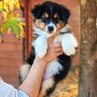 Cuccioli Pastore Australiano/Australian Shepherd