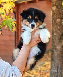 Cuccioli Pastore Australiano/Australian Shepherd