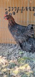 Galletti Marans