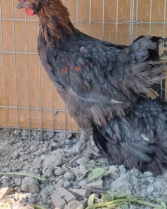 Galletti Marans