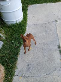 Cucciola pinscher toy