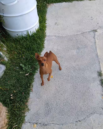 Cucciola pinscher toy