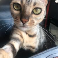Gatto del bengala colorazione silver