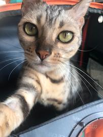 Gatto del bengala colorazione silver