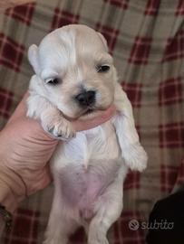 Cucciolo di maltese disponibile