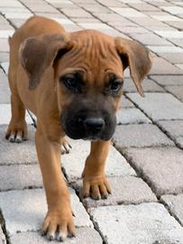 Cane Corso