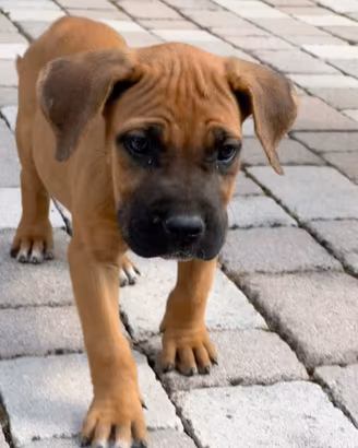 Cane Corso