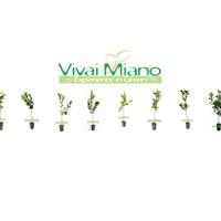 🍊Piante di Arancio Tarocco - Scegli la varietà 🌱