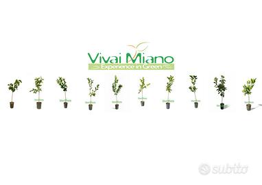 🍊Piante di Arancio Tarocco - Scegli la varietà 🌱