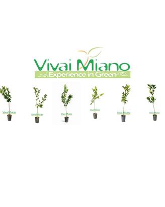 🍊Piante di Arancio Tarocco - Scegli la varietà 🌱