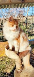 Maschio Maine Coon disponibile per monta