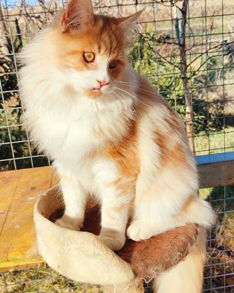 Maschio Maine Coon disponibile per monta