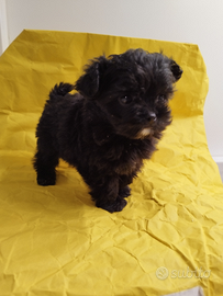 Maltipoo Mini Toy Maschietto