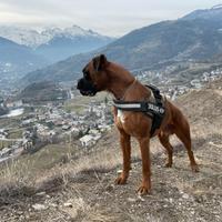 Ax, boxer fulvo