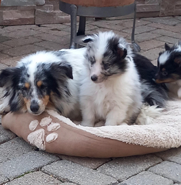 Pastore shetland il mini lassie in miniatura