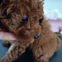 Cucciolo di barboncino