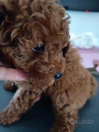 Cucciolo di barboncino