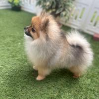 Volpino di Pomerania