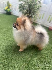 Volpino di Pomerania