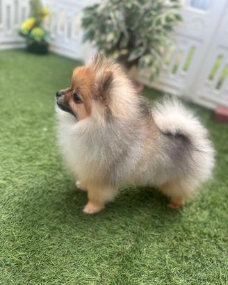 Volpino di Pomerania