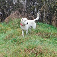 Cane taglia grande tipo labrador