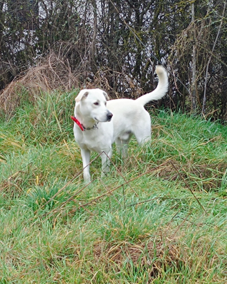 Cane taglia grande tipo labrador