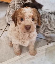 Cuccioli di lagotto romagnolo