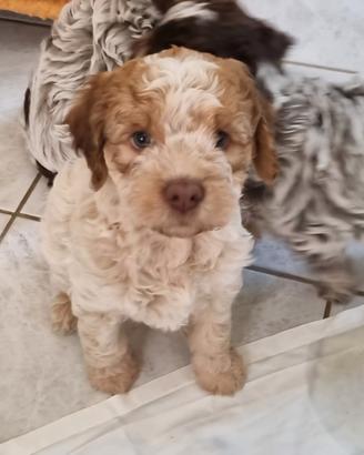 Cuccioli di lagotto romagnolo